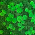 Mooswand, Moosbild Flach- und Kugelmoos,