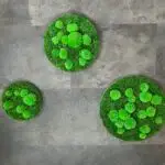 Moosbild Büro, Schalldämmung, moderne Wandgestaltung Moos, organische Wandbilder